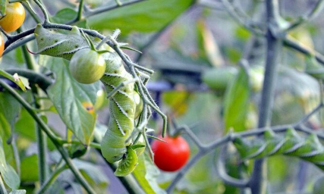 Tomato Diseases and Pests