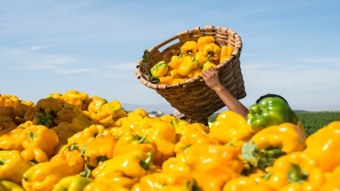 A Person Harvesting Yellow Papers